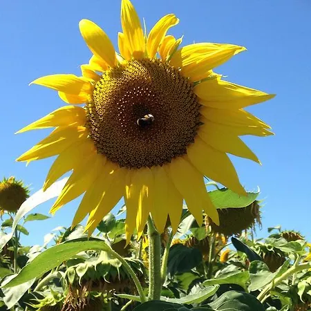 Appartement Aou Carde